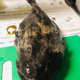 魚の捌き方 カジカ編 鍋にぴったりの北海道の魚 レシピ 作り方 By りゆうの最北投資ブログ運営中 楽天レシピ 魚の捌き方 カジカ編 鍋にぴったりの北海道の魚 レシピ 作り方 By りゆうの最北投資ブログ運営中 楽天レシピ